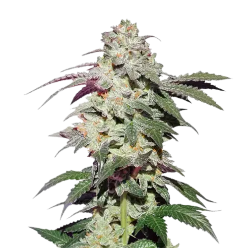 SEA OF GREEN - DUTCH PASSION