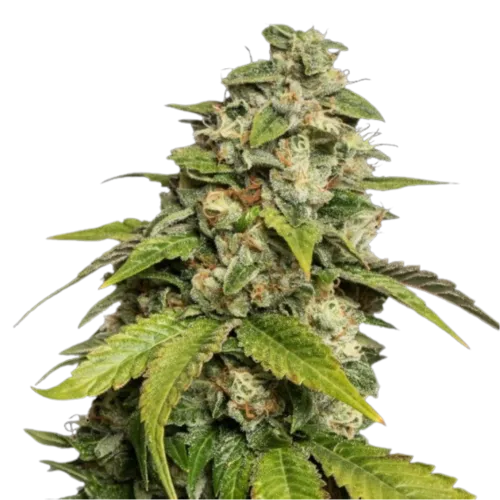 SEA OF GREEN - DNA GENETICS