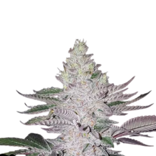 SEA OF GREEN - THE PURE PLUG