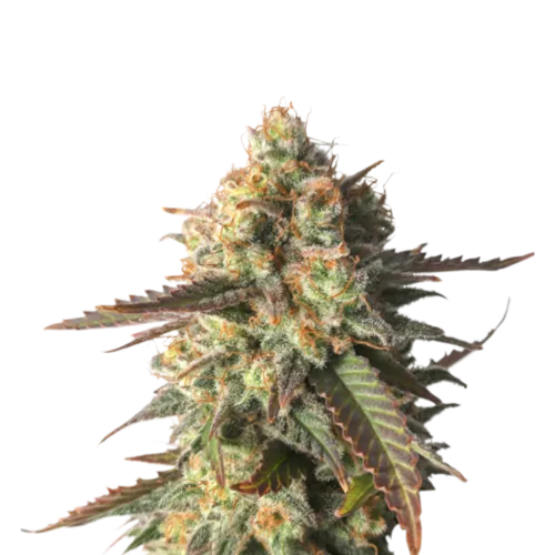 SEA OF GREEN - SUPER SATIVA SEED CLUB