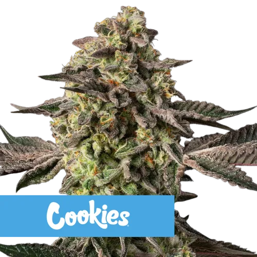 SEA OF GREEN - SILENT SEEDS