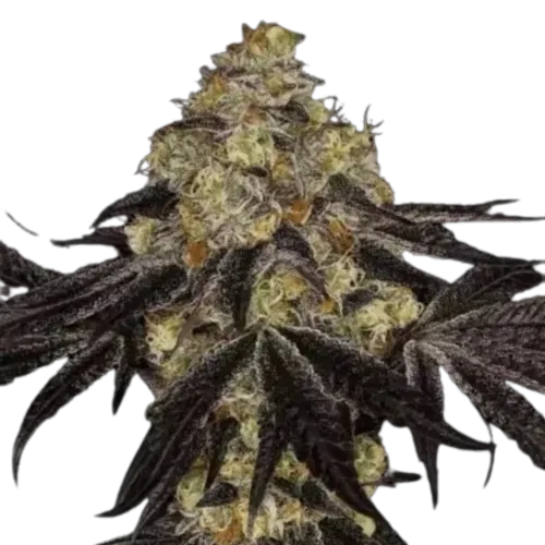 SEA OF GREEN - PARADISE SEEDS
