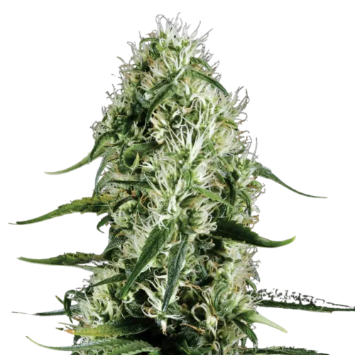 SEA OF GREEN - GREENHOUSE SEEDS