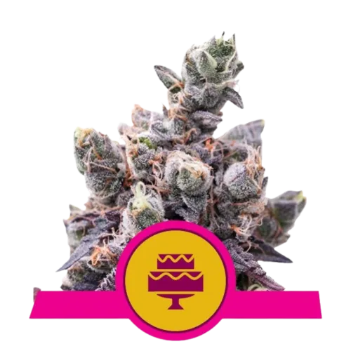 SEA OF GREEN - ROYAL QUEEN SEEDS