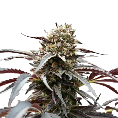 SEA OF GREEN - HUMBOLDT