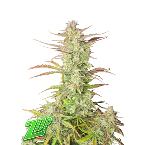 SEA OF GREEN - FAST BUD