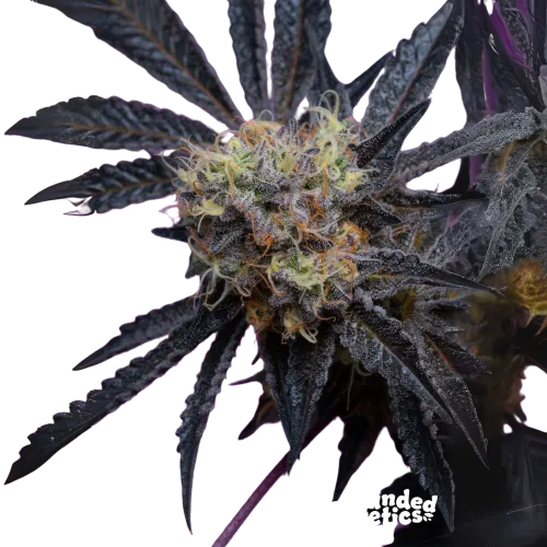 SEA OF GREEN - GROUNDED GENETICS